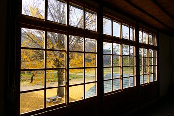 放課後、教室より校庭の銀杏の木を眺める。喰丸　昭和　福島　日本。１１月上旬。