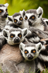 Obraz premium Kattagruppe (Lemur catta)