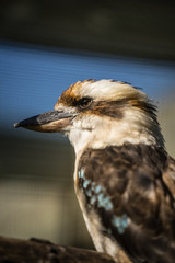 Portrait of the laughing kookaburra (Latin: Dacelo novaeguineae), a bird in the kingfisher subfamily Halcyoninae. A lovely bird with funny distinctive  loud laugh.