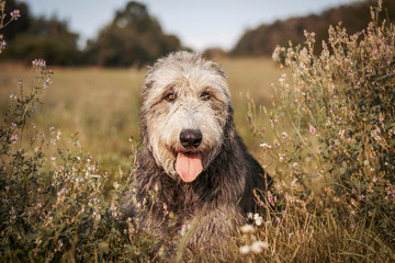 Irish wolfhound lying in a tall grass.