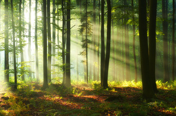 Beautiful morning in the forest © Piotr Krzeslak