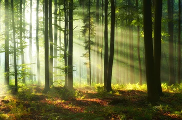 Fotobehang Bos Beautiful morning in the forest  © Piotr Krzeslak
