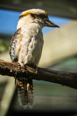 Portrait of the laughing kookaburra (Latin: Dacelo novaeguineae), a bird in the kingfisher subfamily Halcyoninae. A lovely bird with funny distinctive  loud laugh.