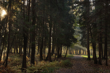 The sun in the spruce forest rays go diagonally