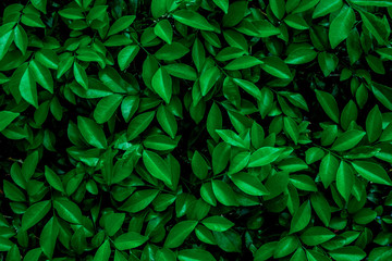 Fototapeta na wymiar abstract green leaf natural background, tropical leaf, tiny green leaf