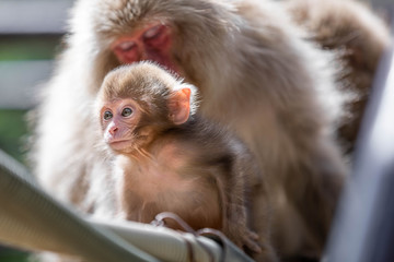 Close up of two japanese macaque, a baby and his mother, sitting on a bamboo pole