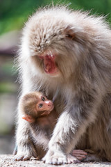 Close up of an adult female japanese macaque feeding her suckling baby at the breast against a bokeh background