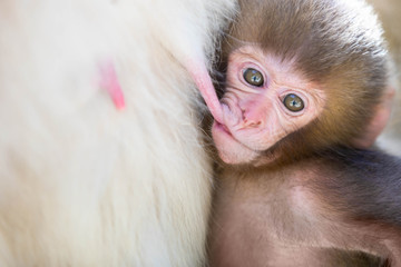Close up of a japanese macaque male suckling baby feeding at the breast and staring at the camera