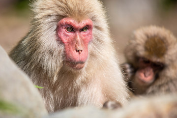 Close up of an adult male japanese macaque looking warily sideways, against a bokeh background