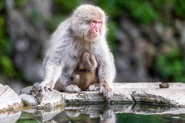 Close up of a female japanese macaque near a pond holding her suckling baby at the breast, against a bokeh background