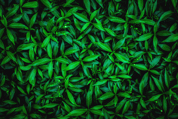 Fototapeta premium abstract green leaf natural background, tropical leaf, tiny green leaf