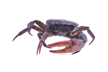 Crab (Field crab) Isolated on white background