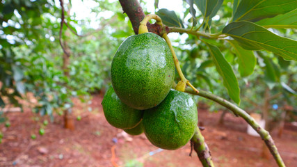 Avocado balls in the stem, green leaves 