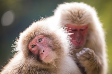 Fototapeta premium Close up of two japanese male macaques grooming each other, against a green bokeh background