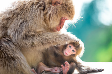Close up of a female japanese macaque grooming her suckling baby against a green bokeh background