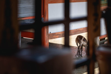 A wild female deer and her suckling baby are standing under a stilted wooden japanese temple