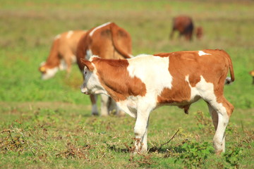 Fototapeta na wymiar Calf on meadow, cows on pasture in background