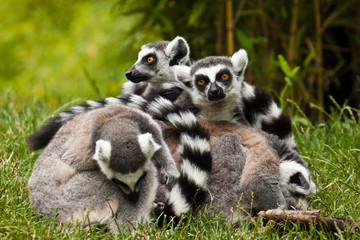 Naklejka na ściany i meble Kattagruppe (Lemur catta)