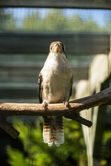 Portrait of the laughing kookaburra (Latin: Dacelo novaeguineae), a bird in the kingfisher subfamily Halcyoninae. A lovely bird with funny distinctive  loud laugh.