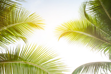 tropical palm leaf background, coconut palm trees perspective view