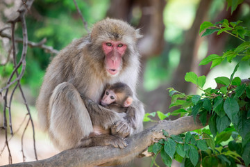 Close up of a japanese macaque mother holding her baby, staying on a branch against a bokeh background