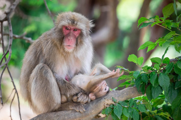 Close up of a japanese macaque mother and her playful baby, staying on a branch against a bokeh background
