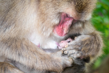 Close up of a japanese macaque breast-feeding her sucking baby