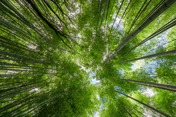 The crown of the trees in the Arashiyama bamboo grove seen from below