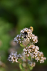Blühender Oregano (Origanum vulgare) mit Insekt