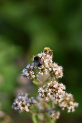 Blühender Oregano (Origanum vulgare) mit Insekt