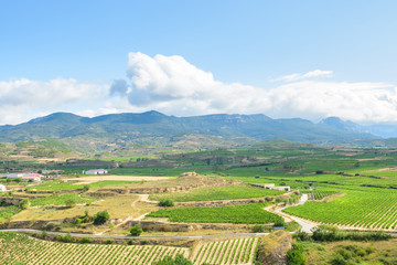 Fototapeta na wymiar grapevine fields of la rioja, Spain