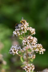Blühender Oregano (Origanum vulgare) mit Insekt