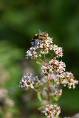 Bl&uuml;hender Oregano (Origanum vulgare) mit Insekt