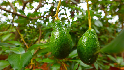 Avocado balls in the stem, green leaves 