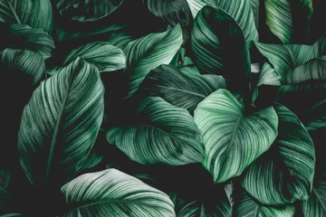 Zelfklevend Fotobehang leaves of Spathiphyllum cannifolium, abstract green texture, nature background, tropical leaf © Nabodin