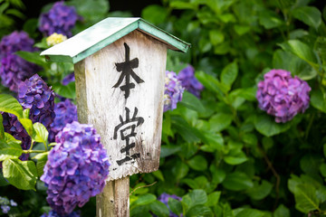 In a japanese temple, a wooden panel with a kanji inscription is surrounded by purple hydrangea flowers in bloom