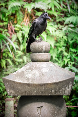 Close up of a black crow perched on the top of a japanese tombstone, against a wall covered with green ivy