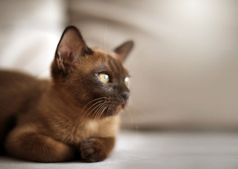 Cute european chocolate burmese kitten cat