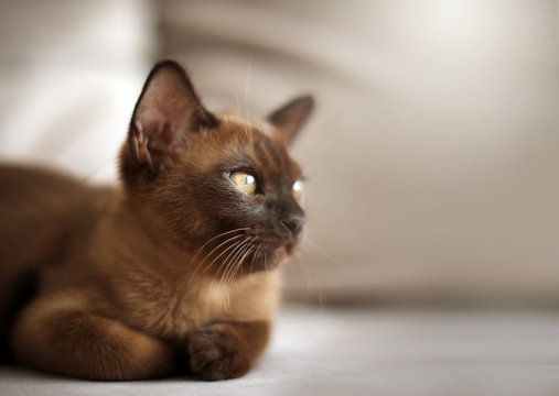 Cute european chocolate burmese kitten cat