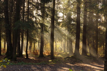Diagonal Sunbeams Pass Through Trees In Autumn Park
