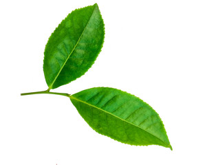 green leaves isolated on white background, fresh green tea leaves 