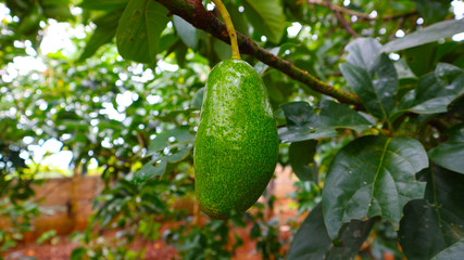 Avocado balls in the stem, green leaves 