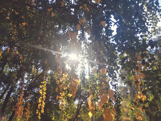 A lot of green and yellow leaves hanging from the trees in autumn with sunlight on the background of clouds