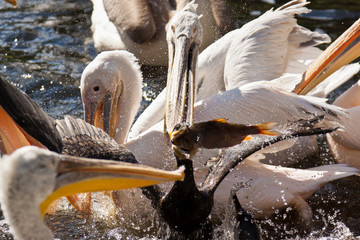 Krauskopfpelikane (Pelecanus crispus) bei der Fütterung, Rosapelikan