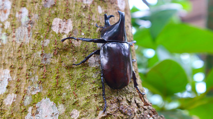 Stag Beetle Dynastinae on a white background