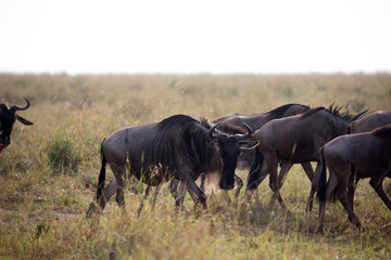 The Wildebeest migration on the banks of the Mara River. Every Year 1.5 million cross the Masai Mara in Kenya.	