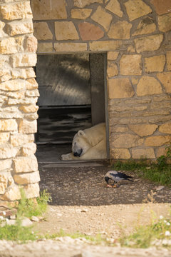  Polar bear (Latin: Ursus maritimus) sleeping in his artifical cave in shade (Tallinn Zoo) on sunny summer day. Courageous crow pecking a bone in front of bear.