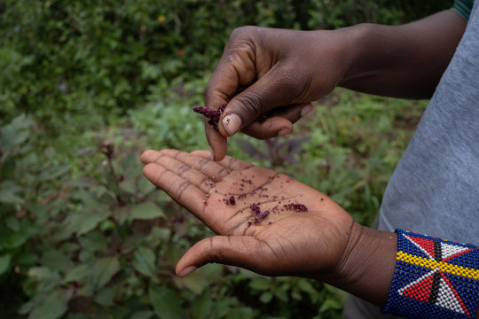un contadino africano seleziona semi di amaranto 