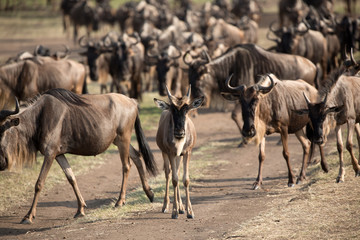 Obraz premium The Wildebeest migration on the banks of the Mara River. Every Year 1.5 million cross the Masai Mara in Kenya. 
