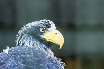 Head portrait of a Steller's sea eagle (Latin: Haliaeetus pelagicus) a large diurnal bird of prey. Majestic bird with dangerous bright yellow beak looking imperiously at photographer.